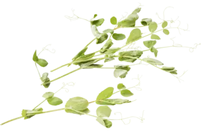 Pousse de pois 30g pièce